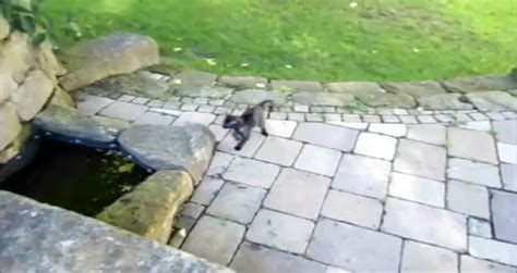 Cat Falls Into Water Videos Metatube
