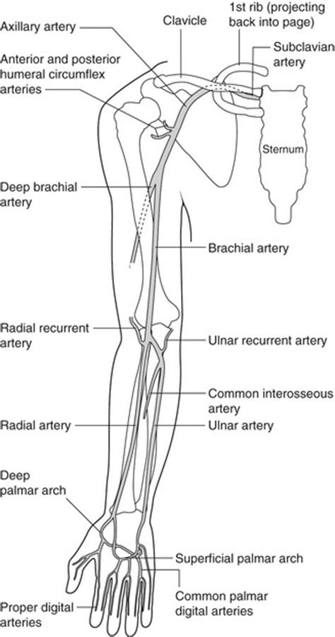 Duplex Assessment Of Upper Limb Arterial Disease Radiology Key