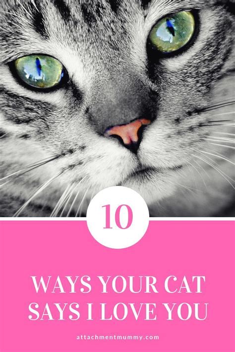 10 Ways Your Cat Says I Love You Say I Love You Cat Love Pet Care