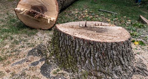 Safely Remove Stumps From Your Yard Keil Tree Experts Inc