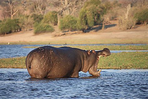 hippopotame dans la parc de chobe animaux parc national de chobe botswana