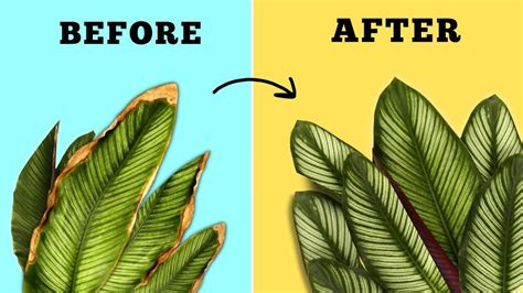 Instant Solution For Brown Leaf Tips On House Plants Plant Leaves
