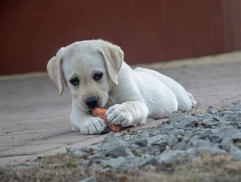 Check spelling or type a new query. When Can A Puppy Eat Dry Food? - HumbleDogs