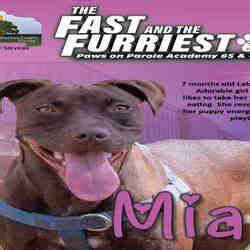 They couldn't care less what you resemble, the amount you gauge or the size of your ledger. Gainesville, Florida - Labrador Retriever. Meet MIA, a for ...