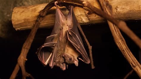 Immune Arms Race In Bats May Make Their Viruses Deadly To People