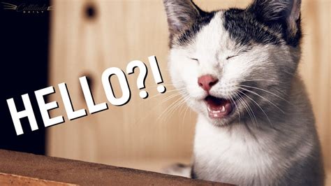 We've got some reasons why — and some ideas on how to stop it! Why Does My Cat Keep Meowing?! - YouTube