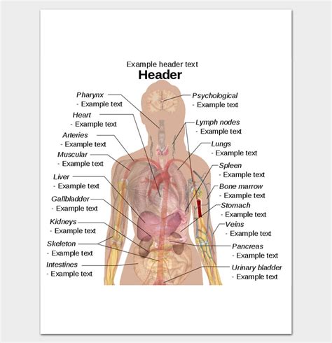 A woman came in complaining of pain in her uterus. Human Body Outline Template - 32+ Printable Worksheets ...