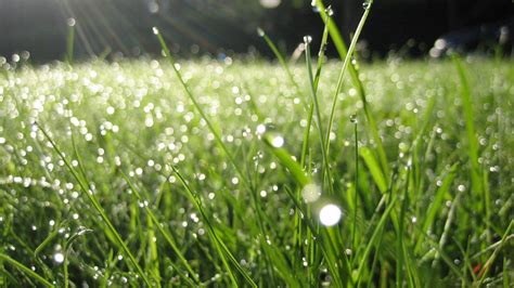 Download Wallpaper 1920x1080 Dew Grass Drops Green Summer Morning