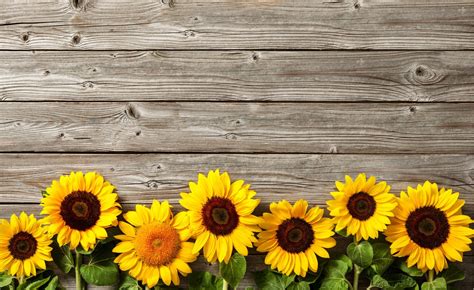Grow Sunflowers Fondos Facebook Fondos De Portada Girasoles Fondos De