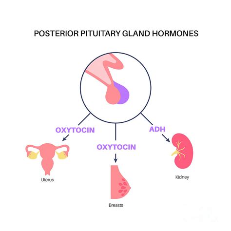 Pituitary Gland Hormones Photograph By Pikovit Science Photo Library