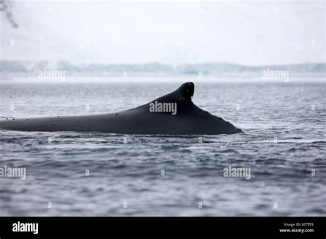 Dorsal fin hi-res stock photography and images - Alamy