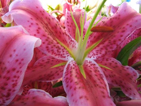 Star Lily 2 Mj Ecker Flickr