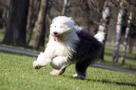 Akc Old English Sheepdog Puppies For Sale Gulf Coast Oes