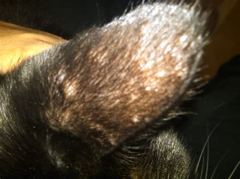 My Cat Has Small Bumps On Both Of His Ears They Developed In The Last
