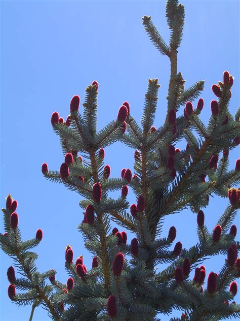 Spruce Hoopsi Blue For Sale In Boulder Colorado