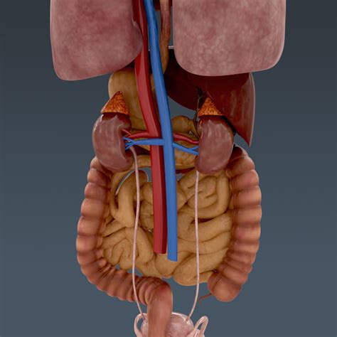 Male Internal Organs Human Male Anatomy Body Skeleton And Int