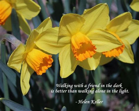 013 Walking With A Friend Daffodil Day Daffodils Photo Quotes