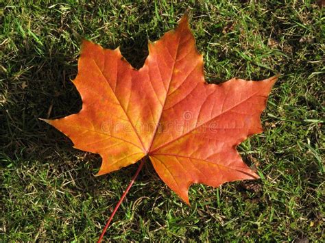 Maple Leaf In Full Autumn Colour Stock Photo Image Of Landscape Fall