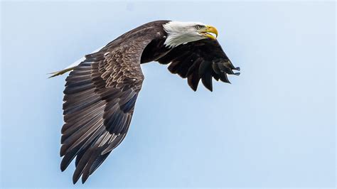 Bald Eagles Continue To Soar In New Jersey With Record Numbers In 2019