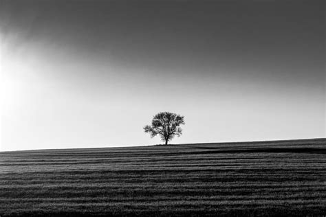 How To Photograph A Lone Tree Alexios Ntounas Photography