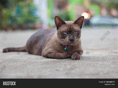 Siamese Cat Bell Image And Photo Free Trial Bigstock