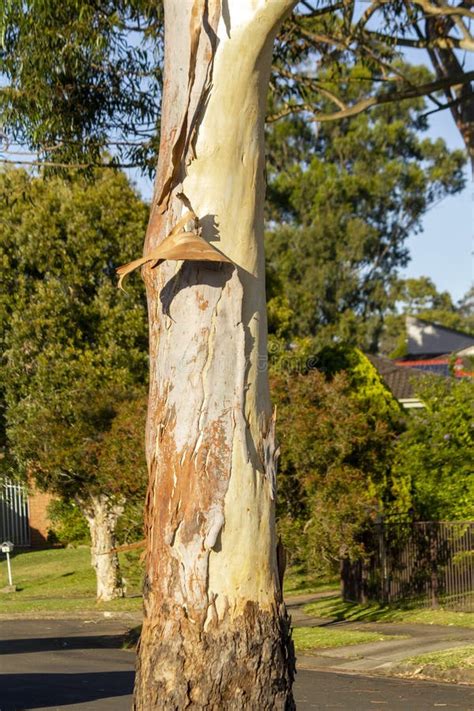 Bark Peeling Off From The Trunk Of Eucalyptus Tree Stock Photo Image
