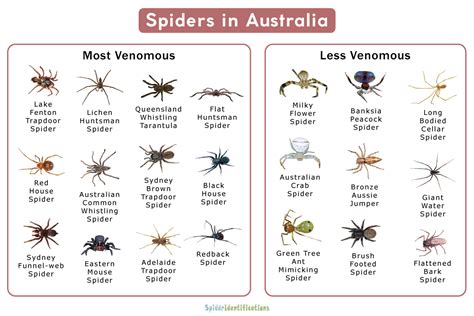 Types Of Garden Spiders Australia My Bios