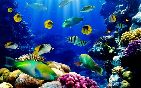 Fish Ocean Seabed Tropical Reef Coral Hd Wallpaper