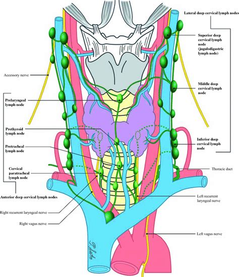 Update On The Classification And Nomenclature System For Neck