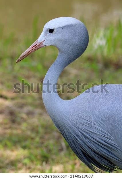 Blue Crane South Africas National Bird Stock Photo 2148219089