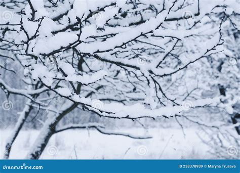 Tree Branches Covered With Fluffy Snow In The Winter Garden Stock Image