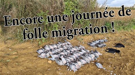Une Folle Migration De Pigeon Fands Chasse Youtube