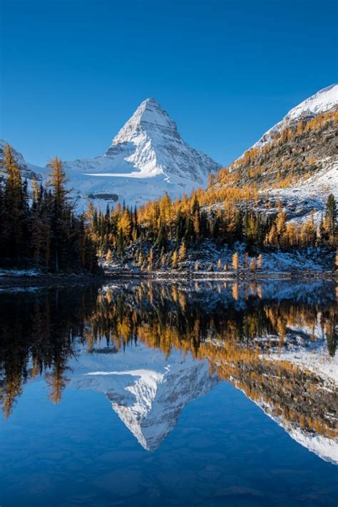 13 Larch Photos From The Canadian Rockies Monika Deviat Photography