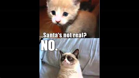 Grumpy Cat Part 2 Best Meme Memes Cute Cats Youtube