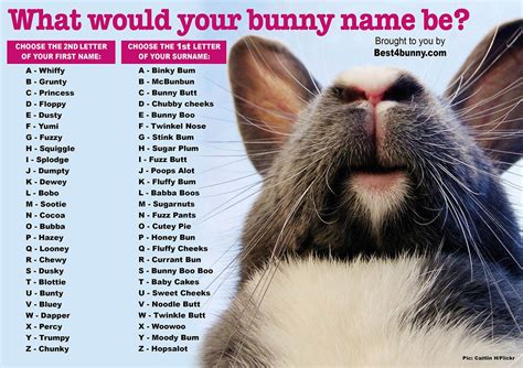 Best4bunny On Twitter Pet Bunny Bunny Names Bunny