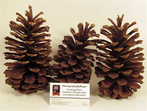 Three Extra Large Pine Cones From Florida For Your Crafting Needs