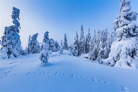 Bilder Finnland Natur Winter Schnee Bäume