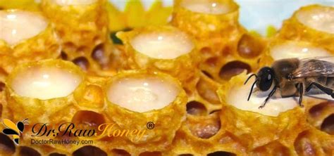 What Is Royal Jelly 10 Royal Treatments Of Royal Jelly Dr Raw Honey