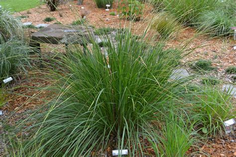 Native Grass For Moist Soils Gardening In The Panhandle
