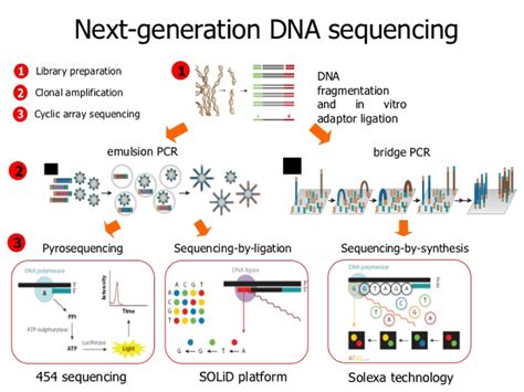 Sanger Whole Genome Shotgun Next Generation Dna Sequencing Methods