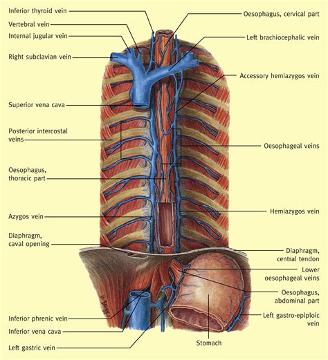 Anatomy Of The Oesophagus Surgery Oxford International Edition