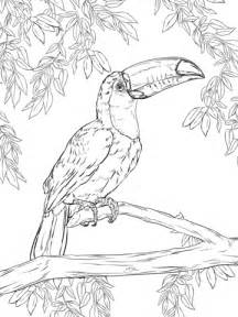 toco toucan coloring page  printable coloring pages