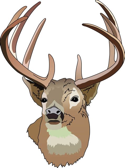 Whitetail Deer Head Vector Clipart Best