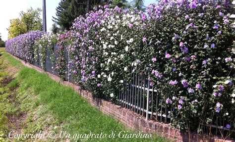 Siepi , siepi da giardino , cure siepi , irrigazione programmata. Siepe di ibisco (Hibiscus syriacus): siepe decidua ma ...