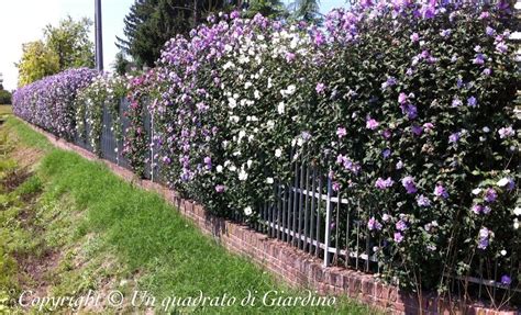 È ideale da usare anche in terrazzo per creare siepi schermanti. Siepe di ibisco (Hibiscus syriacus): siepe decidua ma ...