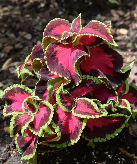 Top 15 Houseplants With Red And Green Leaves Adorn Your Home