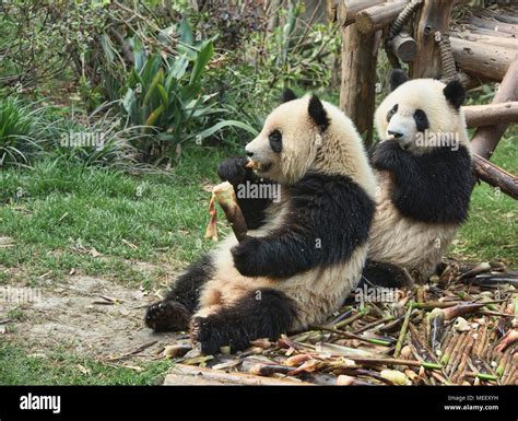 Giant Pandas Eating Bamboo At The Chengdu Research Base Of Giant Panda