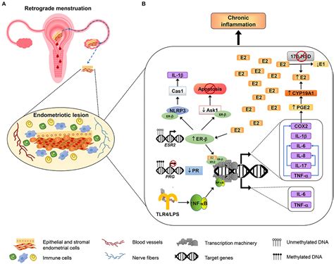 Frontiers Regulation Of Inflammation Pathways And Inflammasome By Sex
