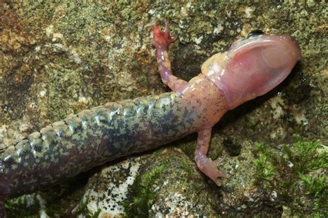 Plethodon Caddoensis Caddo Mountain Salamander Herps Of Arkansas