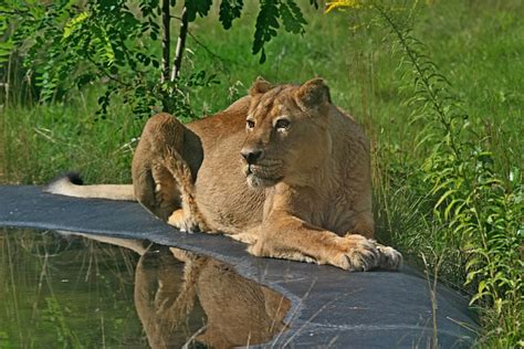 Lioness Animal Zoo Free Photo On Pixabay Pixabay